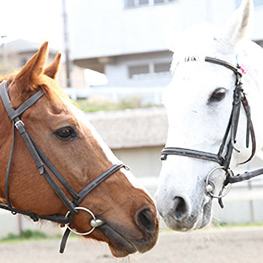 午年にこそ体験したい、新たな愉しみ「乗馬体験ツアー」