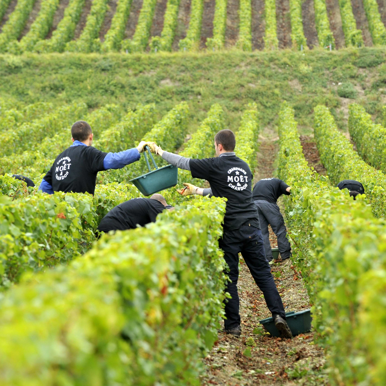 これは飲むべきシャンパーニュVol.8 モエ・エ・シャンドン