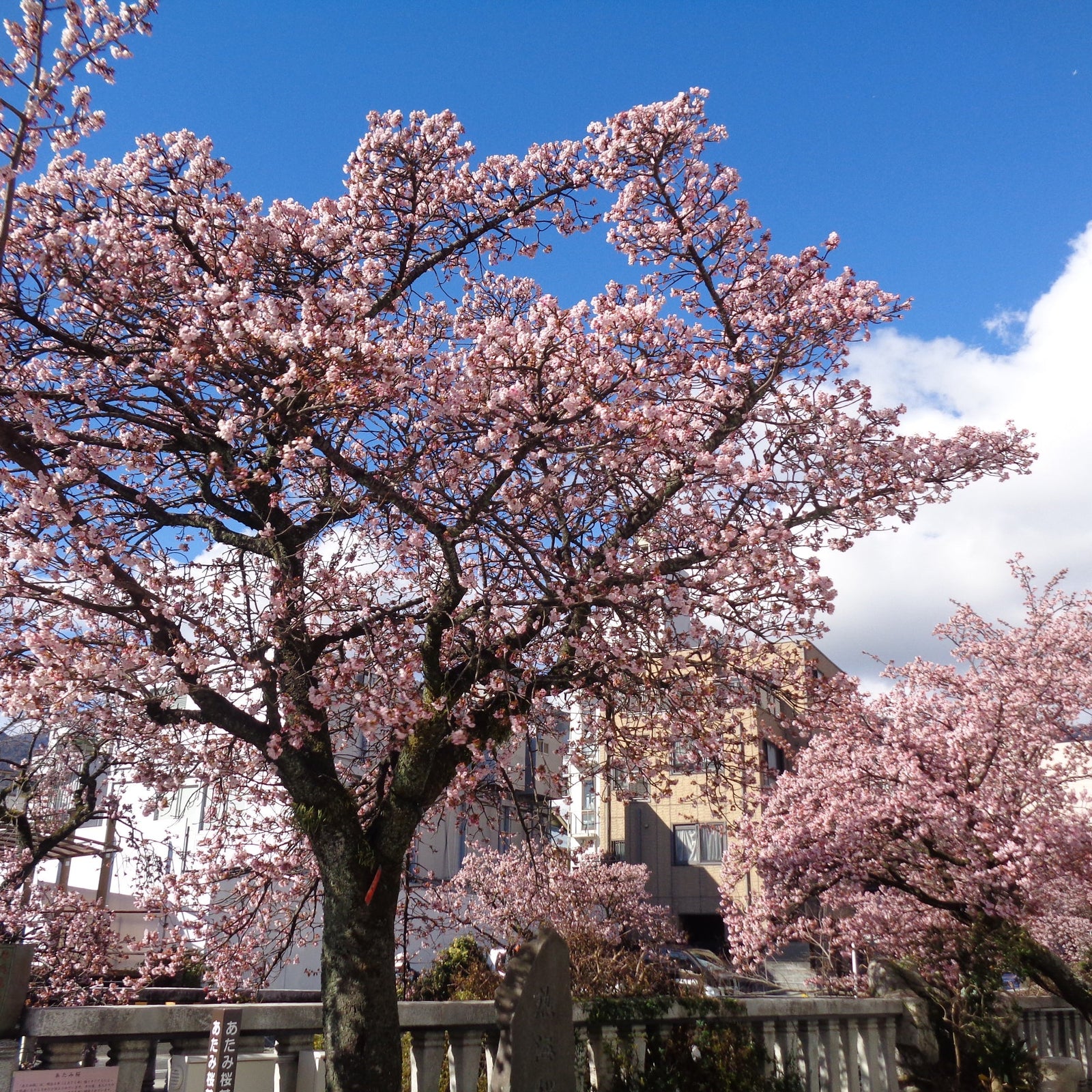 2026年1月熱海市で桜&梅まつりが開催
