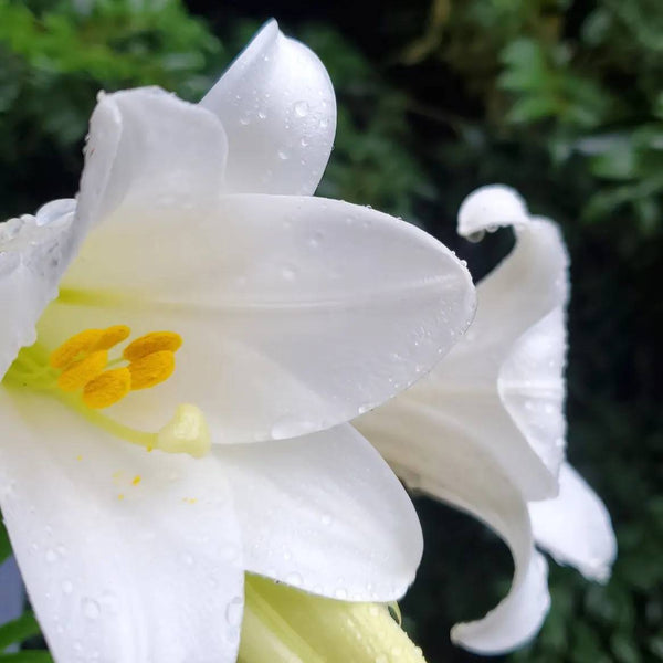 ユリのお花が咲きました🎵