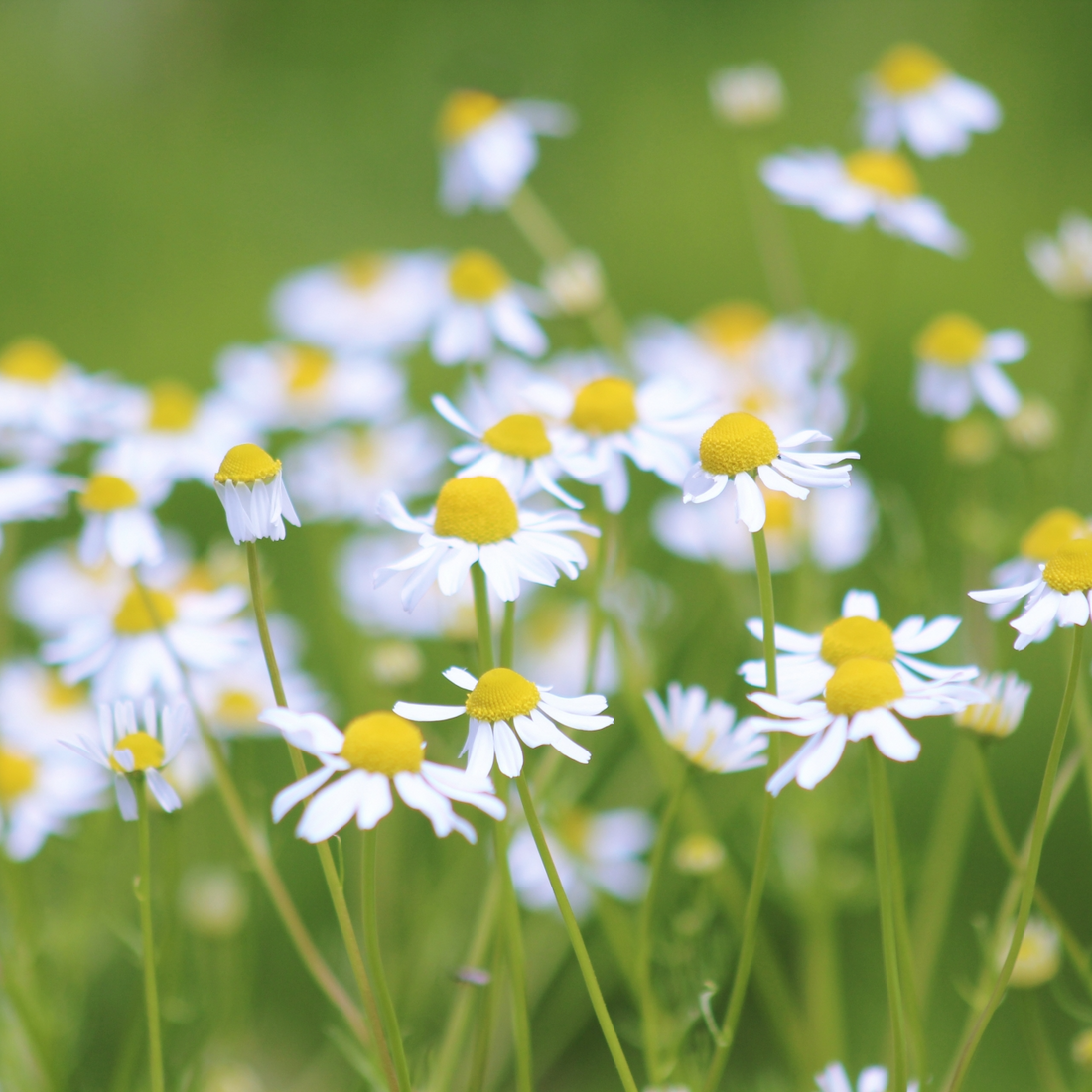 必要なものだけが揃った空間と穏やかな時間。「八寿恵荘」の華密恋の湯で肌も心も豊かに