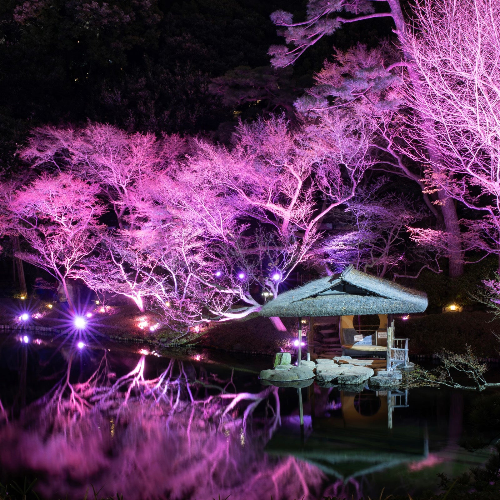 400年以上続く八芳園の日本庭園が桜色に染まるライトアップイベントへ！｜SENLY