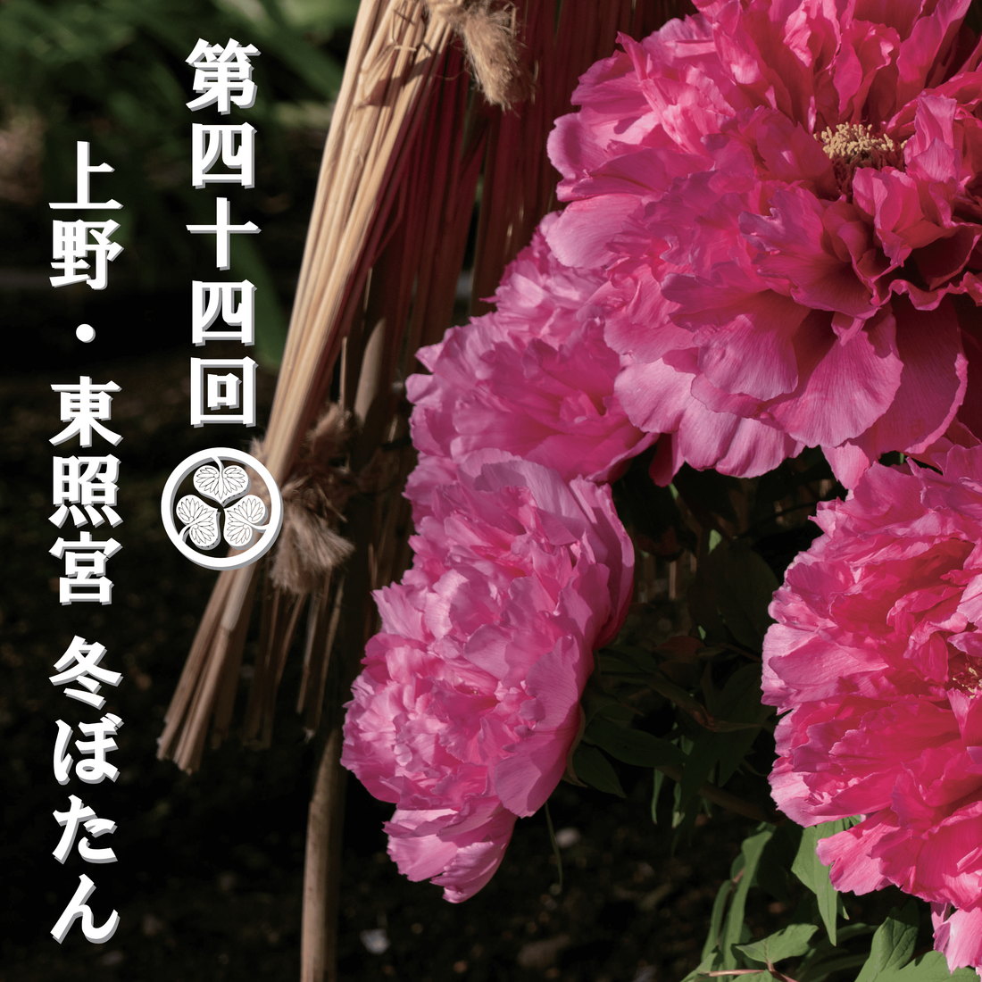 東京・上野公園 “わらぼっち”に守られた冬のぼたん