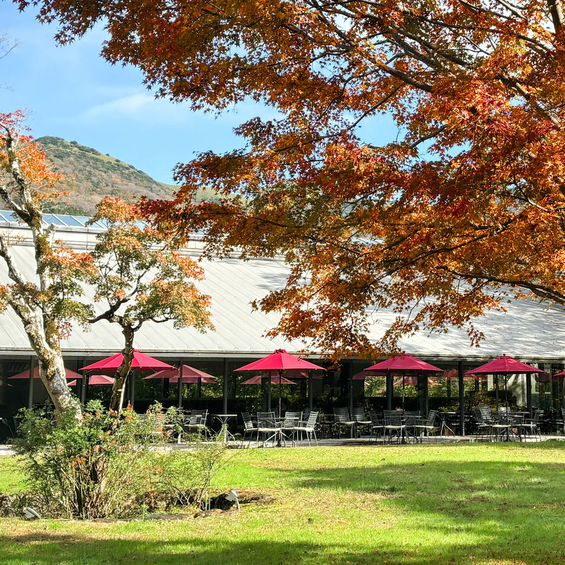 箱根で出会う、美食とアートの秋時間