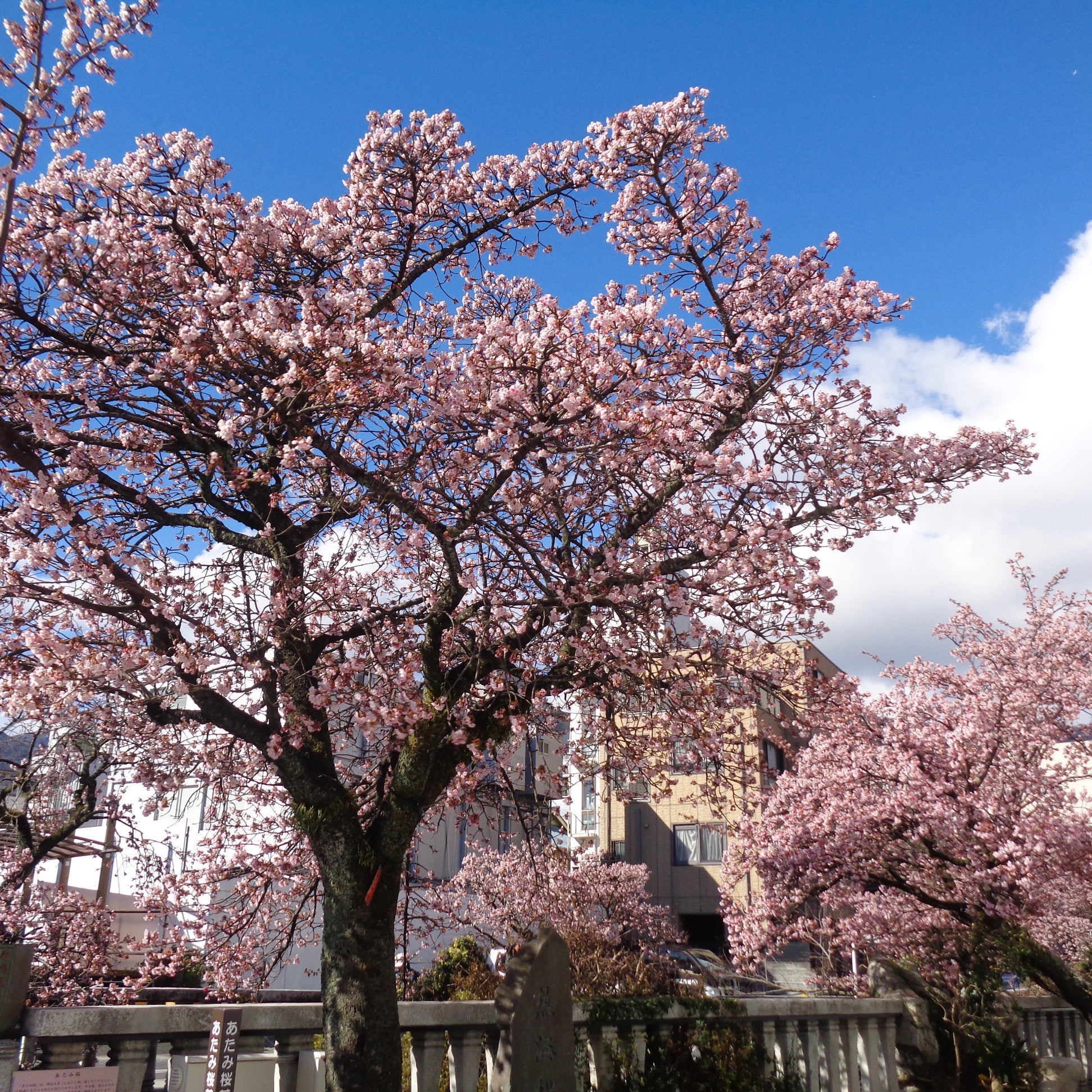 KEITA MARUYAMA サイズ1 黒 半袖ニットトップス　梅　桜 KEITA MARUYAMA 2022 Autumn & Winterコレクションを発表 | 株式会社