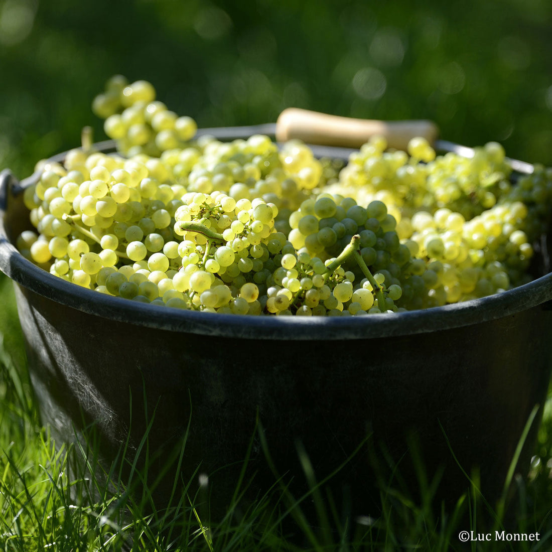 これは飲むべきシャンパーニュVol.2 シャンパーニュ ドゥラモット